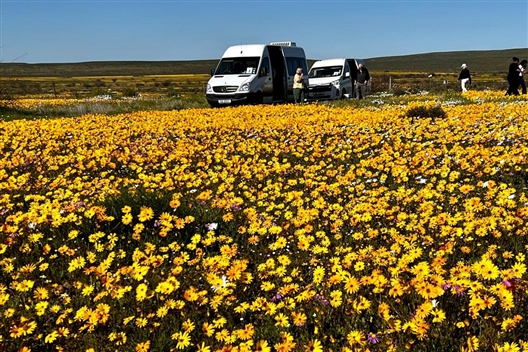 5 Day Namaqualand Flower Tour